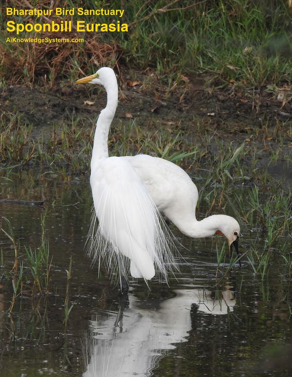 Spoonbill Eurasian (8) Coming Soon